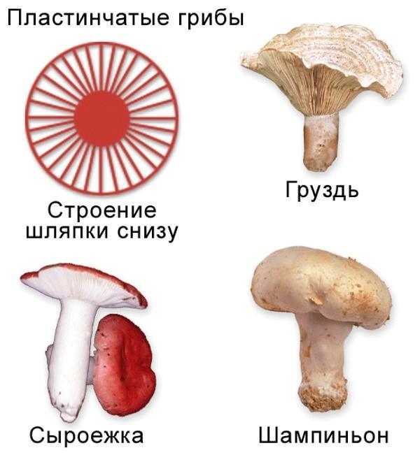 structure des champignons lamellaires