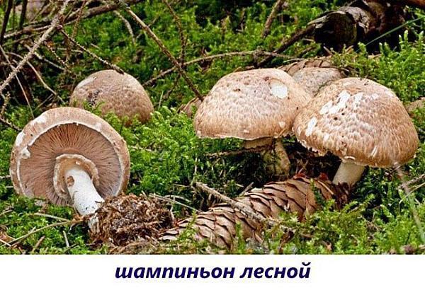 forêt champignon