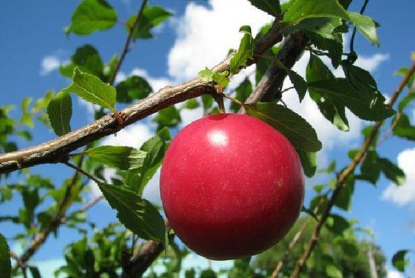 qualité cerise prune Nesmeyan