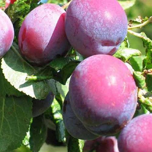 variété de prune cerise Cléopâtre