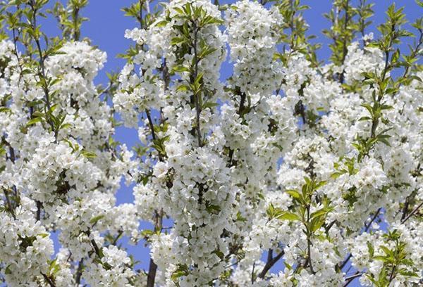 fleur de prunier de cerisier luxuriante