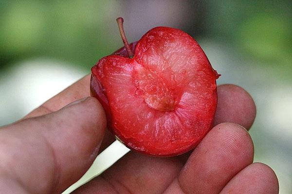 cereza ciruela grado Lama