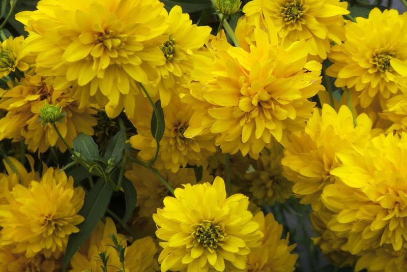 boule d'or rudbeckia