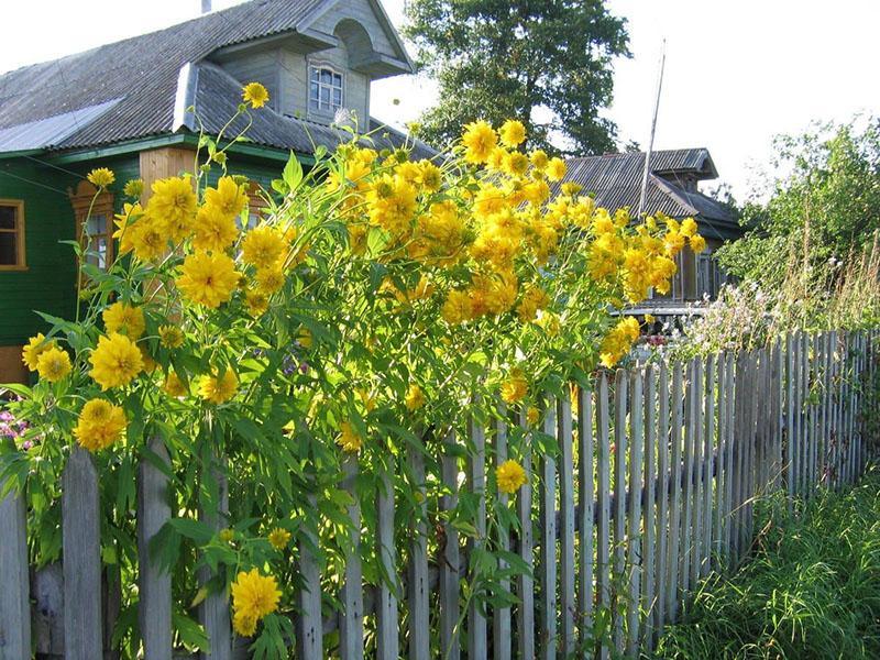 culture de rudbeckia dans le pays