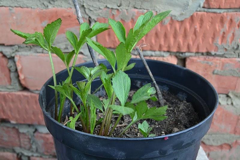 semis de rudbeckia