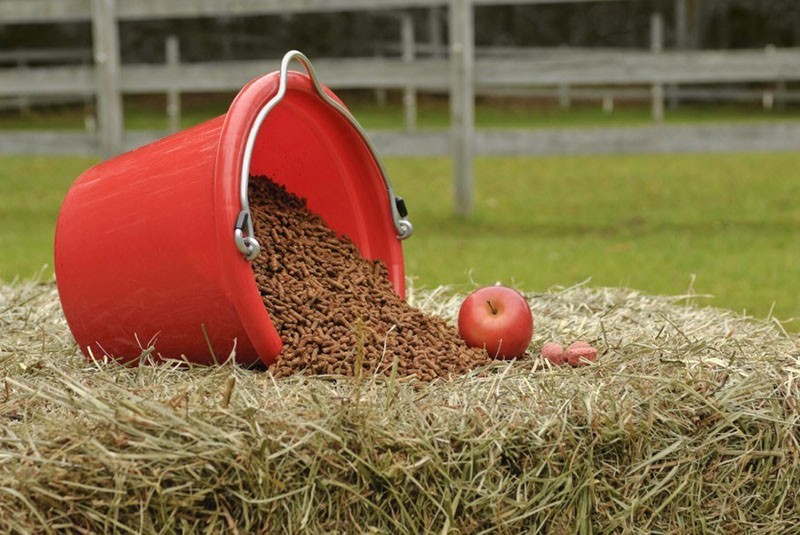 alimentar caballos