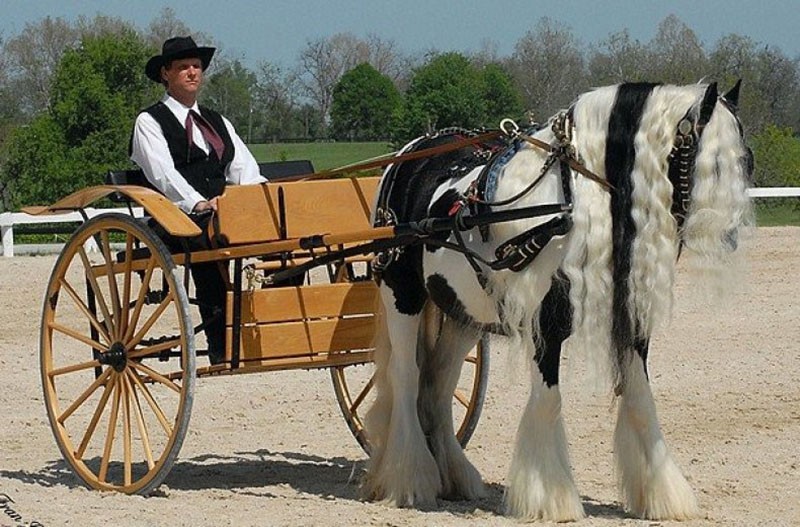 caballo flemático