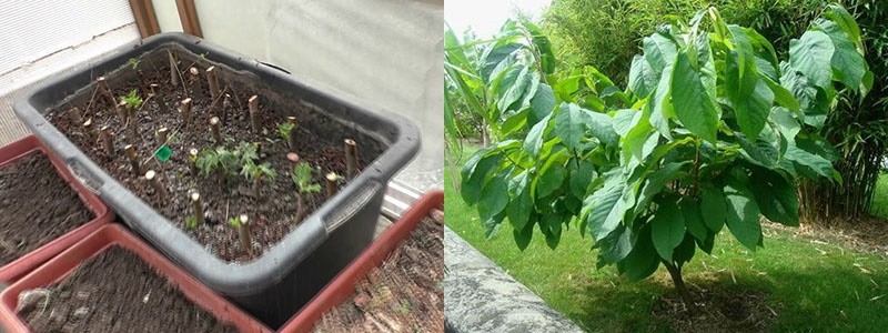 creciente papaya en campo abierto a partir de esquejes