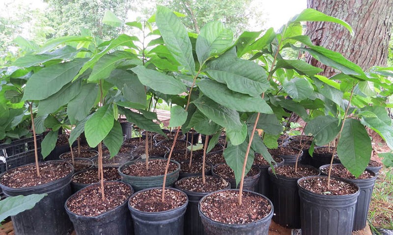 plantones de papaya de esquejes