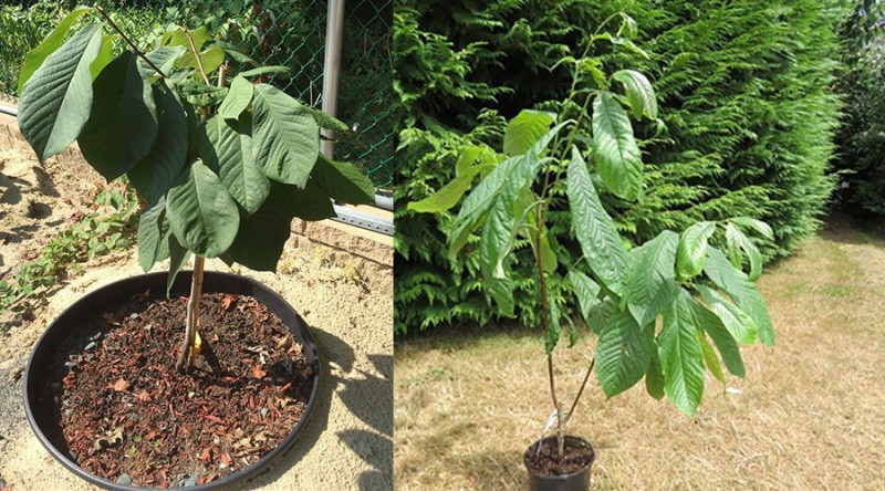 plantones de papaya injertados