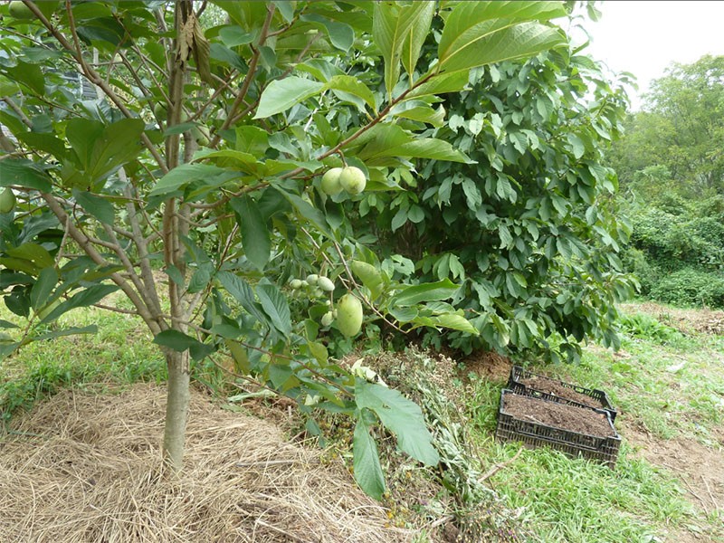 cuidado de azimine en el jardín