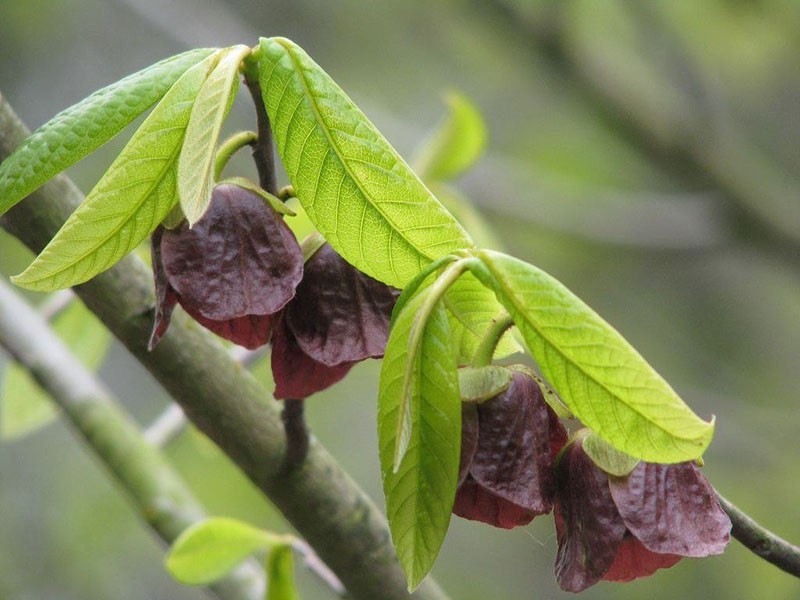 hojas y flores de peones