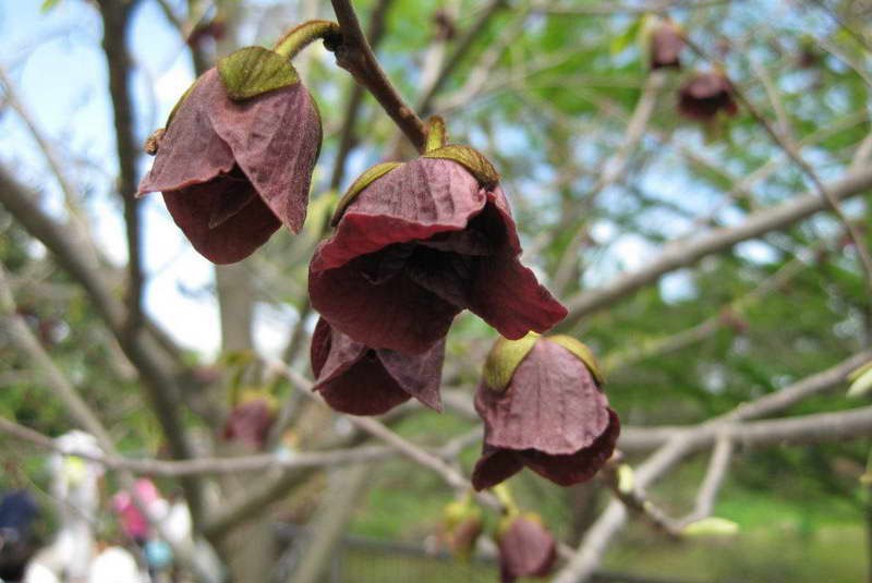 Flores de azimina