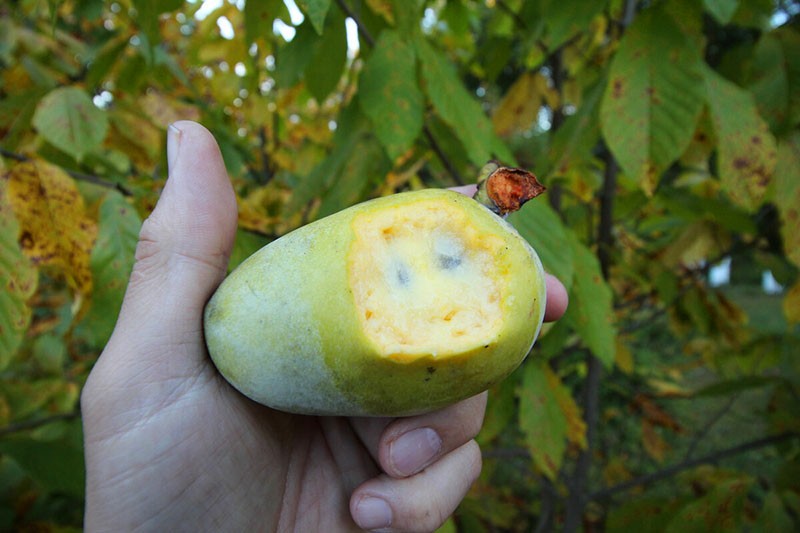 jugosa pulpa de papaya