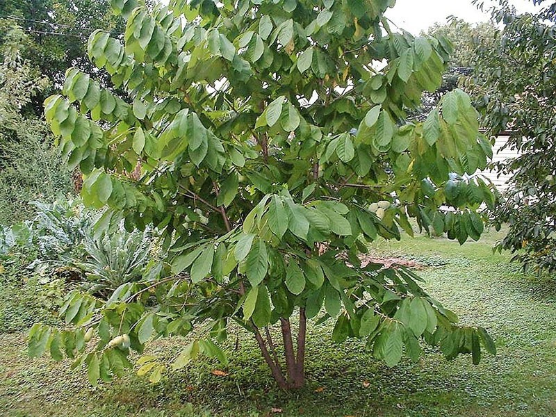 cultivo de aziminas en campo abierto