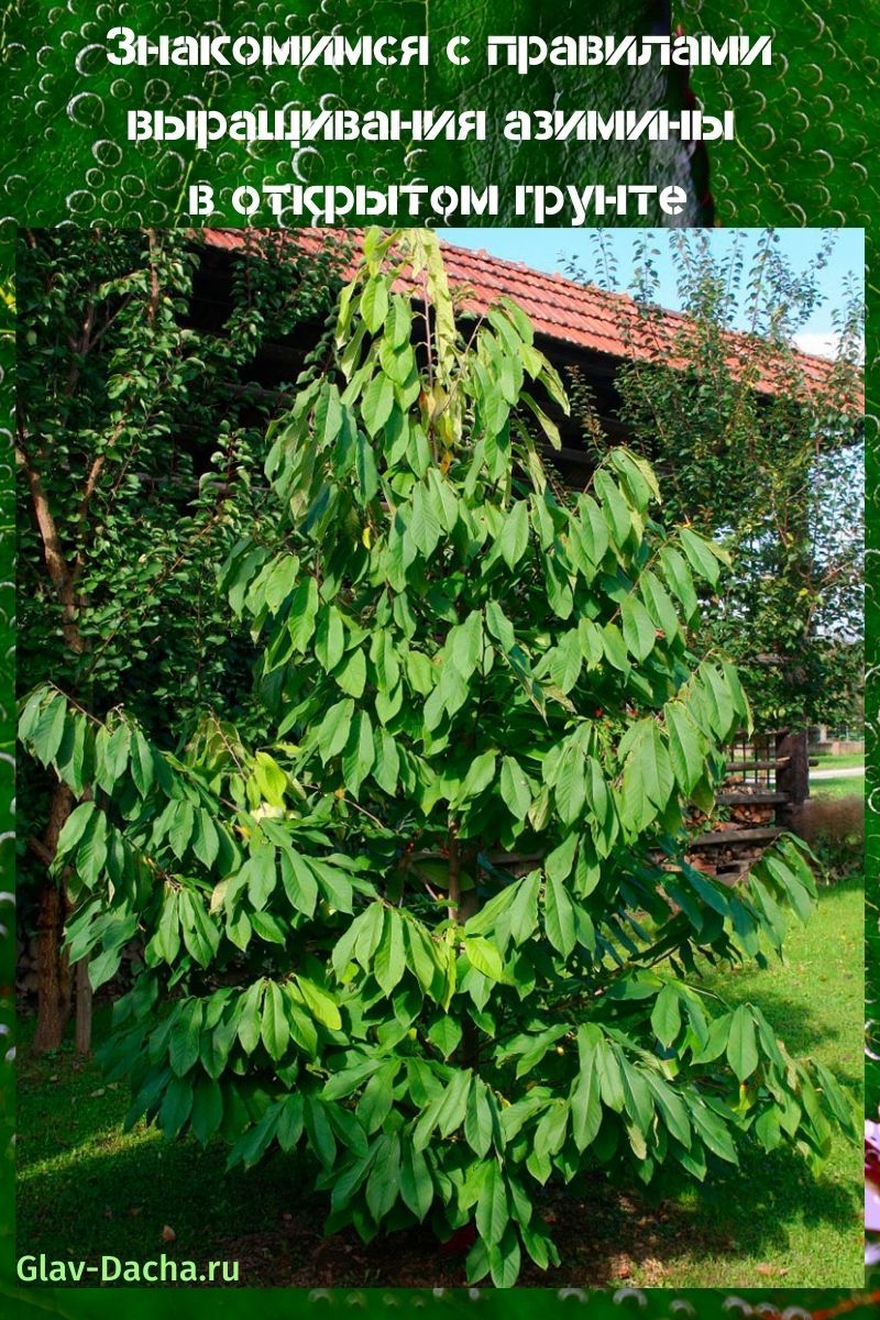 cultivo de aziminas en campo abierto