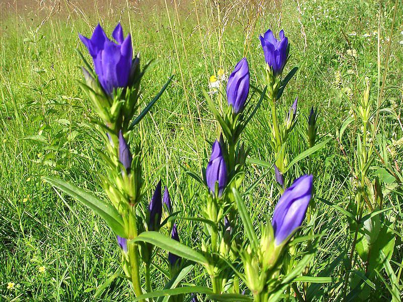 genciana tiene propiedades medicinales