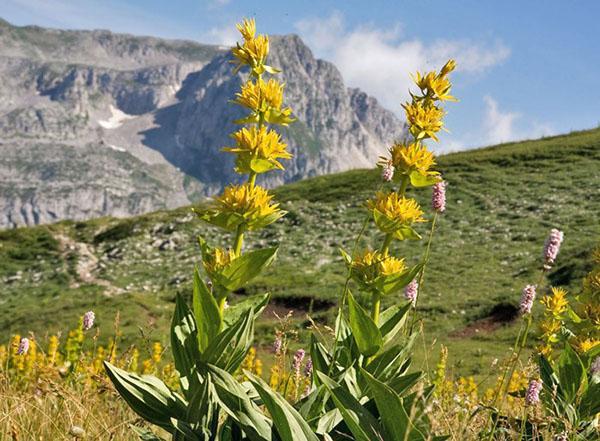 amarillo genciana