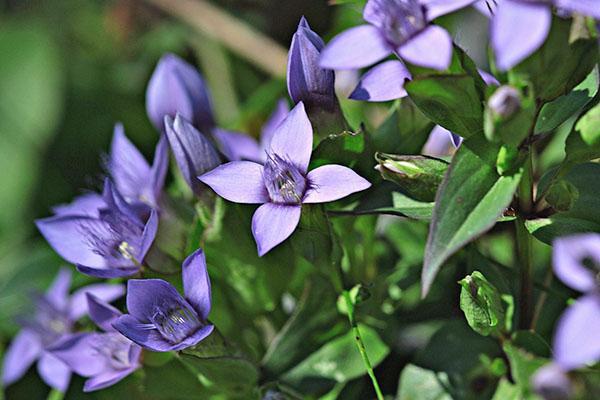 cruciforme de genciana