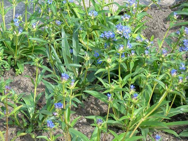 genciana de hojas grandes