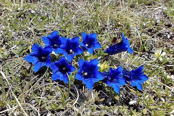 genciana en la naturaleza