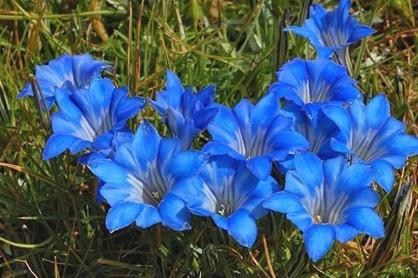 genciana de primavera