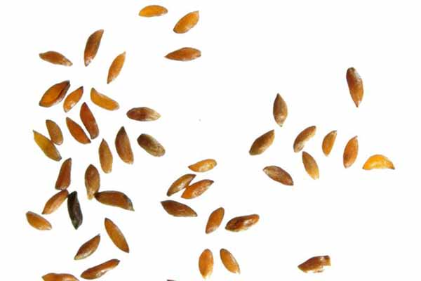 estratificación de semillas de genciana