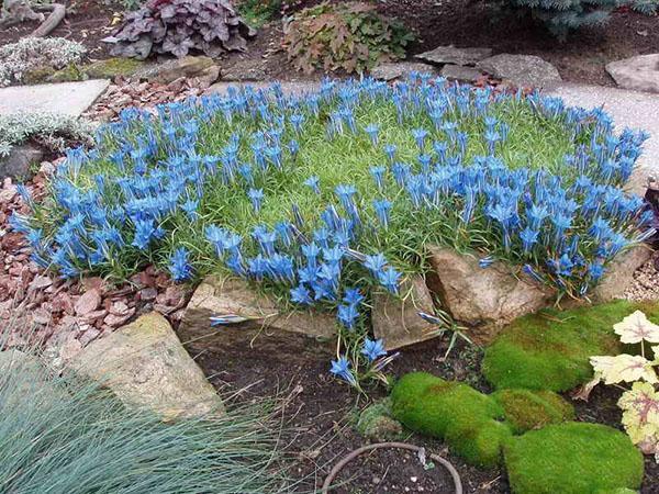 composición de genciana en el jardín