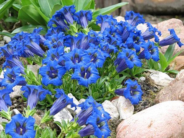 genciana en un lecho de flores del país