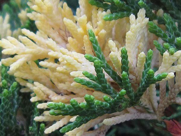 Brotes jóvenes de enebro Expansa Variegata