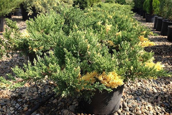 Apariencia del arbusto Expansa Variegata
