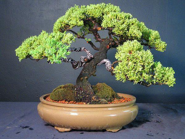 Bonsai basado en enebro chino