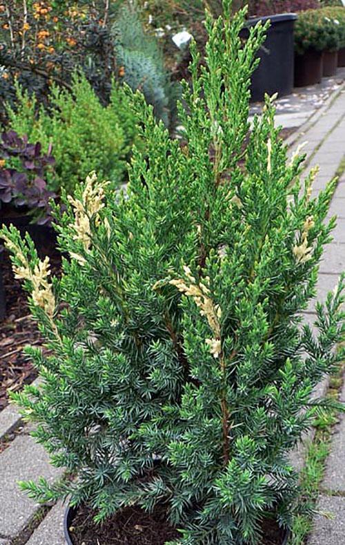 Juniper Stricta Variegata en contenedor de siembra