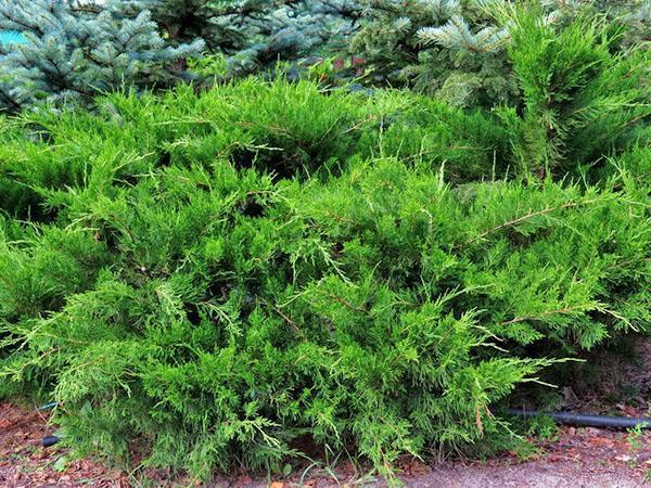Julepe de menta china de enebro