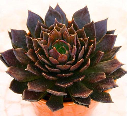 Príncipe Negro de Echeveria