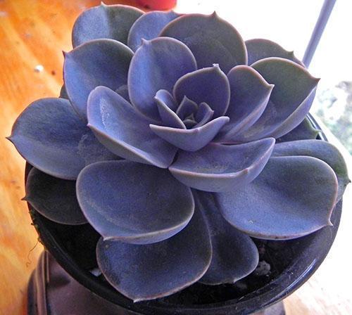 Echeveria Perla de Nuremberg