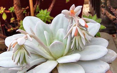 Echeveria Lau