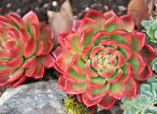 Echeveria Giva brillante