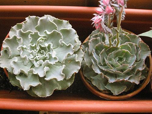 Echeveria Shaviana