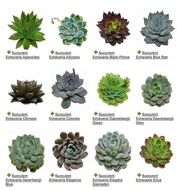 Catalogue des espèces d'Echeveria