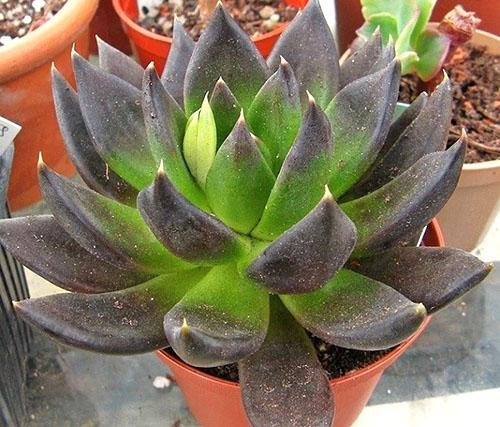 Relacionado con Echeveria, AFFINIS