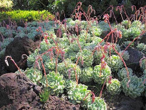 Echeveria agraciada