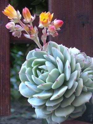 Echeveria Darenberg