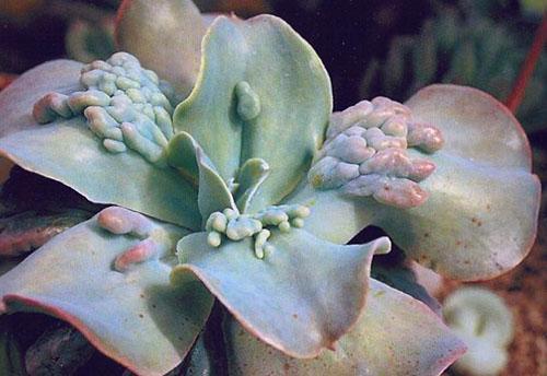 Echeveria variedad de flores metálicas Carunculata