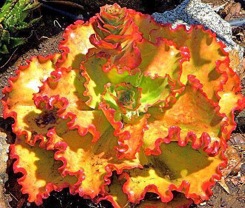 Echeveria'Ruffles' plantmanbuckner