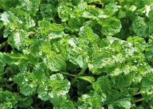 Menthe frisée