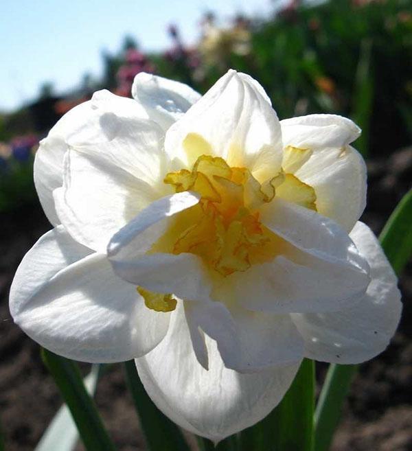 narciso texas