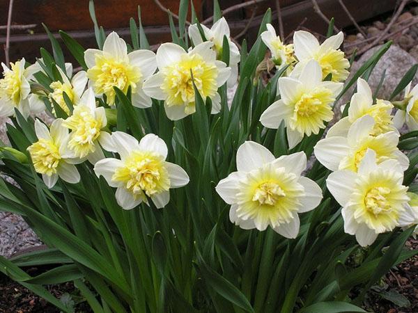 narcisos rey de hielo