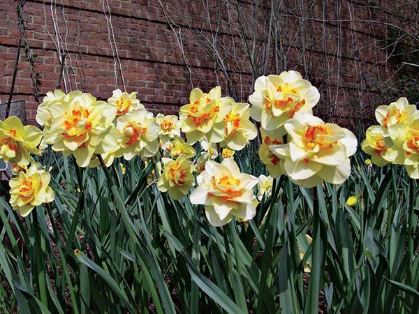 jonquilles Tahiti