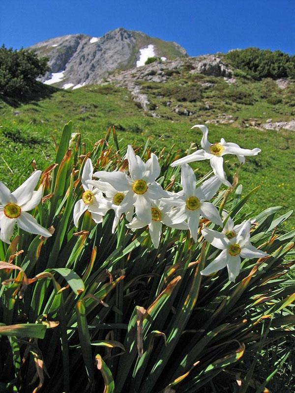 jonquille poétique sur les sommets des montagnes